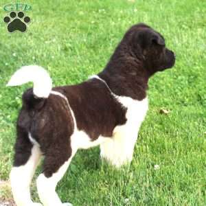 Lyle, Akita Puppy